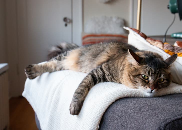 This DIY Lap from Reddit Helps Keep a Clingy Pet Happy Apartment Therapy